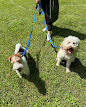 Woofy: Garderie and Pension-Hôtel pour Chien thumb 8
